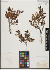 Foto von Salix waldsteiniana Willd.